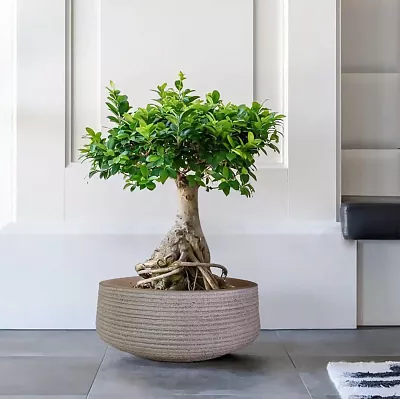 IDEALIST Lite Large Ribbed Light Concrete Bowl Planter