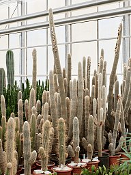 Easy-Care Old Man Cactus Espostoa lanata Indoor House Plants