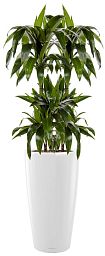 Dracaena Fragrans Janet Greig in LECHUZA RONDO Self-watering Planter, Total Height 150 cm