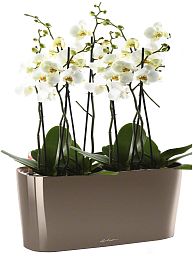 Blooming Phalaenopsis Orchid in LECHUZA DELTA Self-watering Planter, Total Height 60 cm