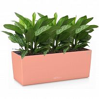 Potted House Plant Aglaonema Stripes in LECHUZA BALCONERA Color Coral ...