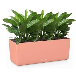 Aglaonema Stripes in LECHUZA BALCONERA Color Self-watering Planter, Total Height 45 cm