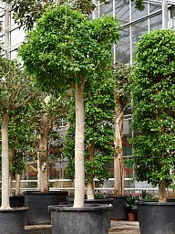 Lush Weeping Fig Ficus microcarpa ‘Nitida’ Tall Indoor House Plants Trees