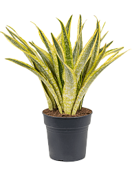 Colorful Snake Plant Sansevieria trifasciata 'Lauren' Indoor House Plants