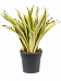 Colorful Snake Plant Sansevieria trifasciata 'Lauren' Indoor House Plants