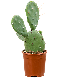 Easy-Care Prickly Pear Cactus Opuntia Quimilo Indoor House Plants