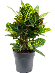 Colorful Croton (Codiaeum) variegatum 'Petra' Indoor House Plants