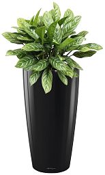 Aglaonema Stripes in LECHUZA RONDO Self-watering Planter, Total Height 80 cm