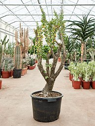 Lush Ocotillo Fouquieria splendens Indoor House Plants