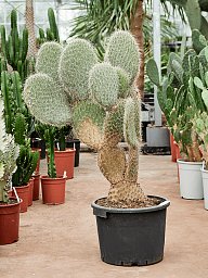 Easy-Care Prickly Pear Cactus Opuntia pailana Indoor House Plants