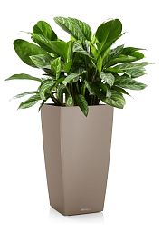 Aglaonema Stripes in LECHUZA CUBICO Color Self-watering Planter, Total Height 90 cm