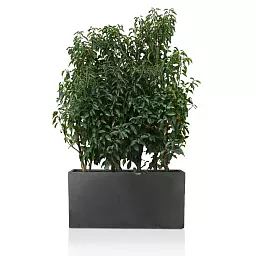 IDEALIST Lite Contemporary Light Concrete High Trough Planter