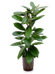Lush African Fig Ficus cyathistipula Indoor House Plants