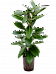 Lush African Fig Ficus cyathistipula Indoor House Plants