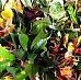 Colorful Croton (Codiaeum) variegatum 'Petra' Indoor House Plants