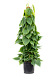 Lush Heart-Leaf Philodendron scandens Indoor House Plants