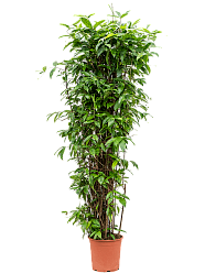 Easy-Care Spotted Gold Dust Dracaena surculosa (90-120) Indoor House Plants