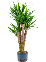 Insta-friendly Spineless Yucca elephantipes Tall Indoor House Plants Trees