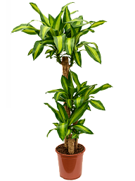 Colorful Corn Plant Dracaena fragrans 'Massangeana' Tall Indoor House Plants Trees