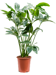 Lush Heart-Leaf Philodendron 'Green Wonder' Indoor House Plants