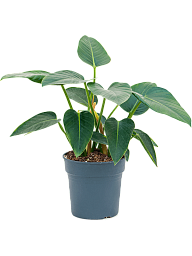 Easy-Care Heart-Leaf Philodendron Green Congo Indoor House Plants
