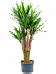 Insta-friendly Spineless Yucca elephantipes Tall Indoor House Plants Trees