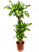Colorful Corn Plant Dracaena fragrans 'Massangeana' Tall Indoor House Plants Trees