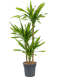 Easy-Care Corn Plant Dracaena fragrans 'Riki' Tall Indoor House Plants Trees