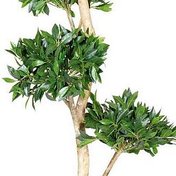 LAUREL TREE DELUXE Artificial Tree Plant