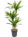 Easy-Care Corn Plant Dracaena fragrans 'Riki' Tall Indoor House Plants Trees