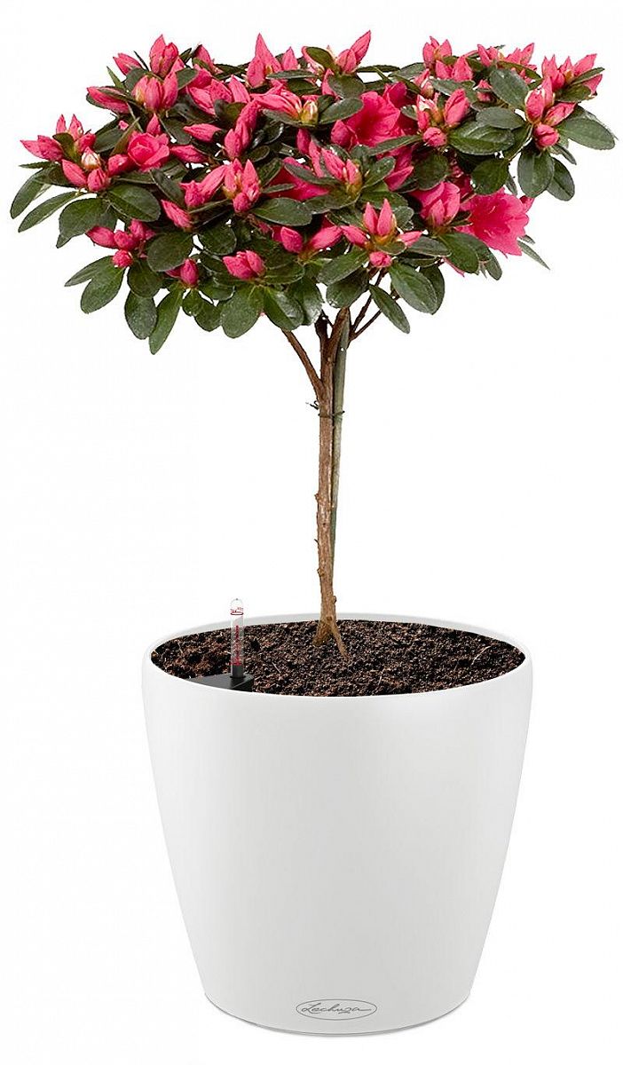 Blooming Azalea in LECHUZA CLASSICO Color Self-watering Planter, Total Height 70 cm