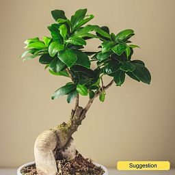 Cute Chinese Banyan Ficus microcarpa 'Ginseng' Indoor House Plants