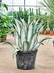 Striking Century Plant Agave amerciana mediopicta 'Alba'