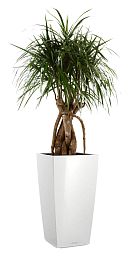 Dracaena Marginata in LECHUZA CUBICO Self-watering Planter, Total Height 150 cm