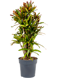 Striking Croton (Codiaeum) variegatum 'Mammi' Indoor House Plants