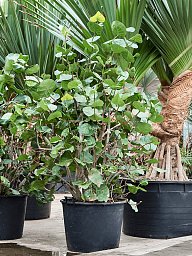 Lush Sea Grape Coccoloba uvifera Tall Indoor House Plants Trees