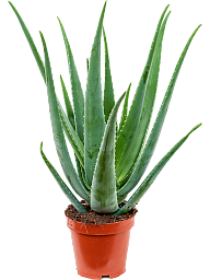 Easy-Care Medicinal Aloe vera barbadensis Indoor House Plants