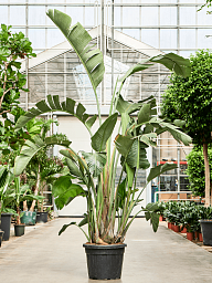 Tropical Bird of Paradise Strelitzia nicolai Indoor House Plants