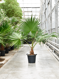 Lush Chinese Fan Palm Livistona chinensis Indoor House Plants