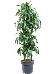Impressive Corn Plant Dracaena fragrans 'Janet Craig' Tall Indoor House Plants Trees