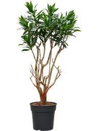 Easy-Care Dragon Tree Pleomele (Dracaena) reflexa Tall Indoor House Plants Trees