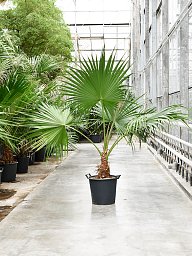 Lush Chinese Fan Palm Livistona chinensis Indoor House Plants