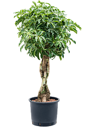 Easy-Care Umbrella Tree Schefflera arboricola 'Compacta' Tall Indoor House Plants Trees