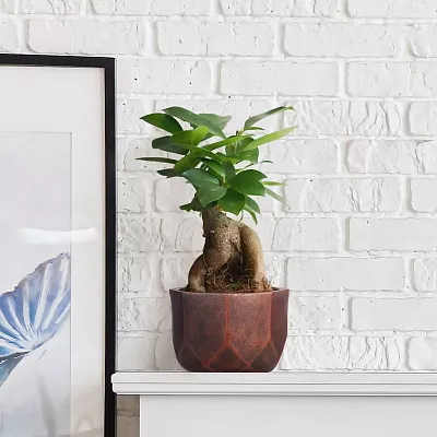 IDEALIST Lite Geometry Style Round Indoor Planter