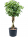 Easy-Care Umbrella Tree Schefflera arboricola 'Compacta' Tall Indoor House Plants Trees