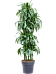 Impressive Corn Plant Dracaena fragrans 'Janet Craig' Tall Indoor House Plants Trees