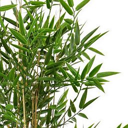 JAPANESE BAMBOO Artificial Tree Plant