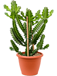 Vibrant African Milk Tree Euphorbia lactea Indoor House Plants