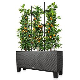 LECHUZA Trellis for TRIO