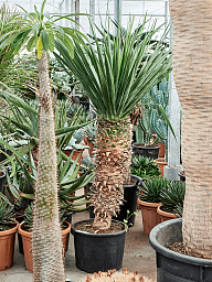 Easy-Care Dragon Tree Dracaena draco 'Compact' Tall Indoor House Plants Trees